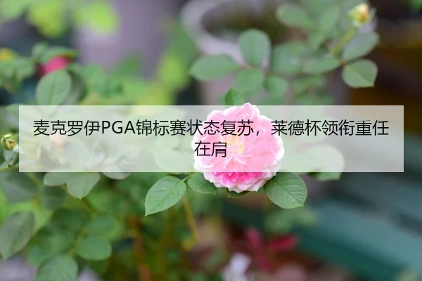 麦克罗伊PGA锦标赛状态复苏，莱德杯领衔重任在肩