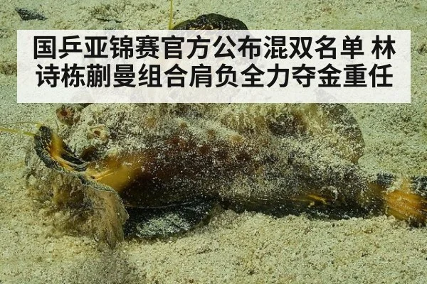 国乒亚锦赛官方公布混双名单 林诗栋蒯曼组合肩负全力夺金重任